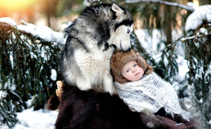Child and Husky in Snow