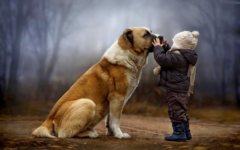 Child and Large Dog
