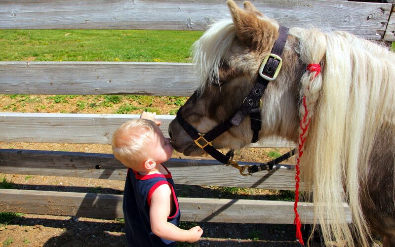 Child and Pony — Brown, Calm