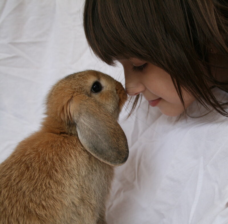 child and rabbit nuzzling