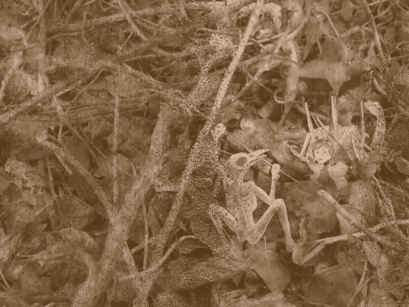 Child and Skeleton in Leaves
