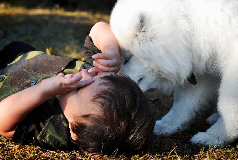 Child and White Dog — Playful