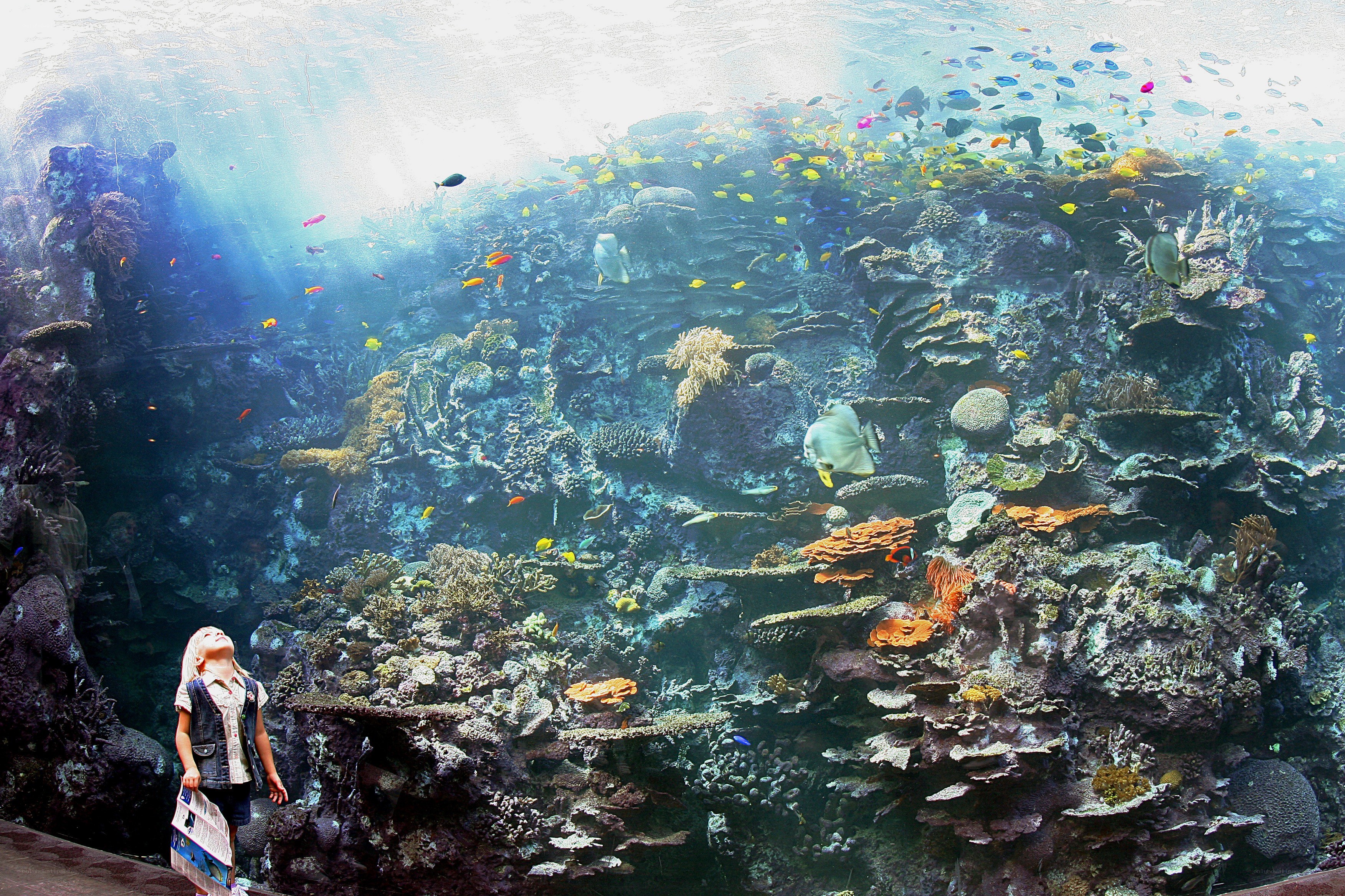 child at aquarium exhibit