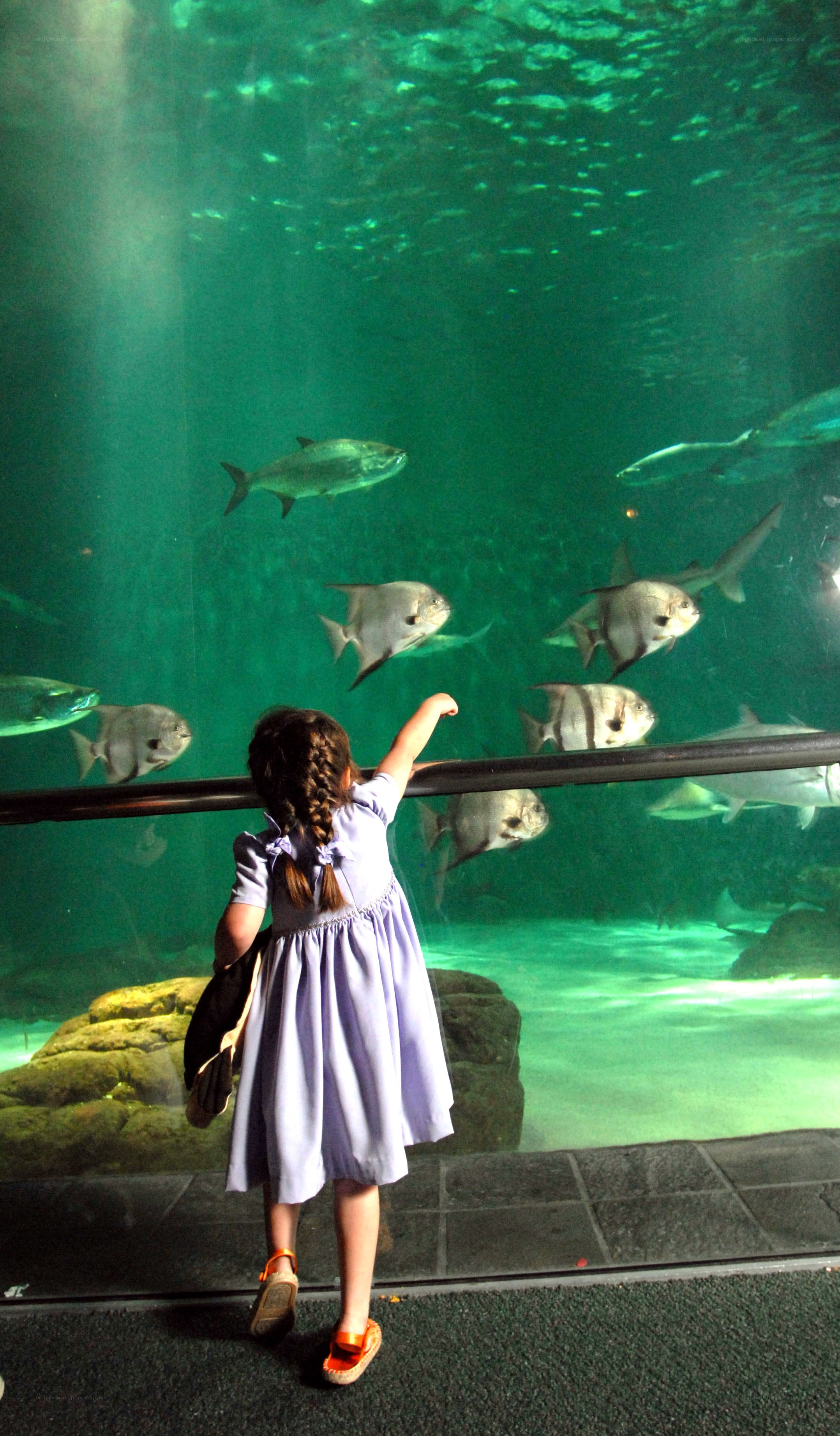 child at aquarium tank