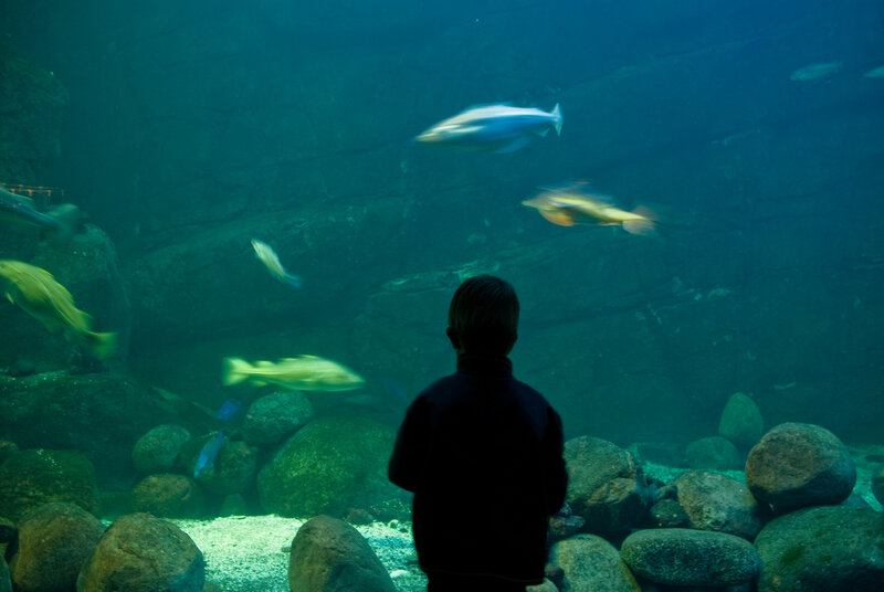 Child at Aquarium