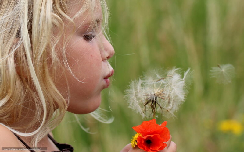 child blowing dandelion seeds