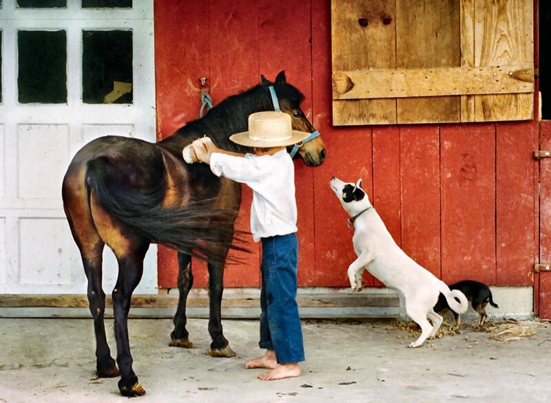 Child Brushing Horse