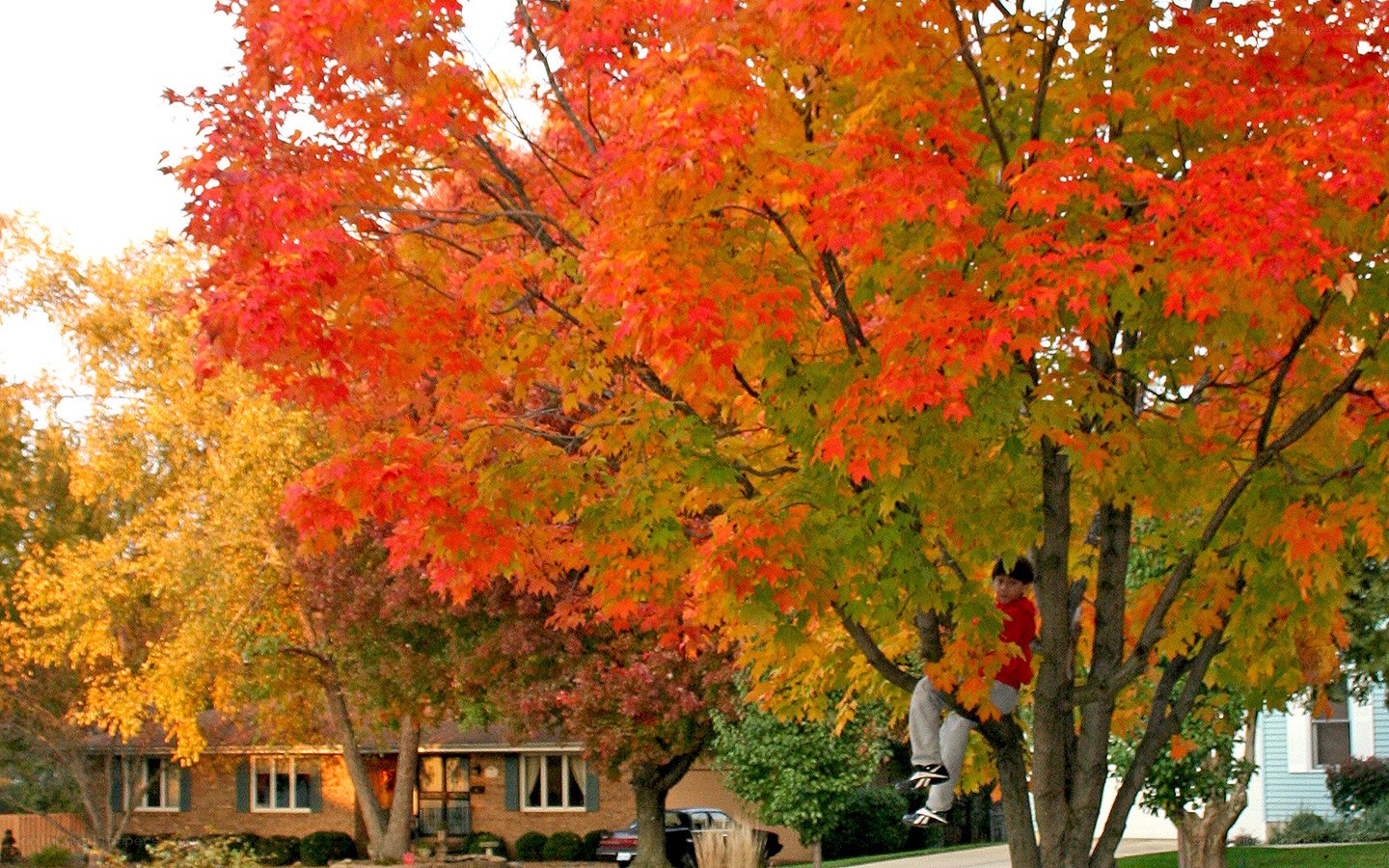 Child climbing autumn tree