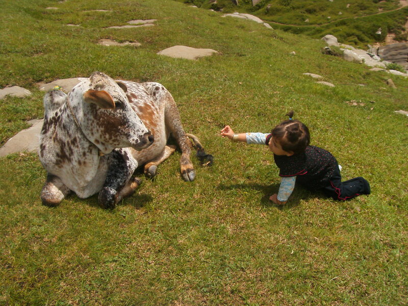 Child Crawling Near Cow