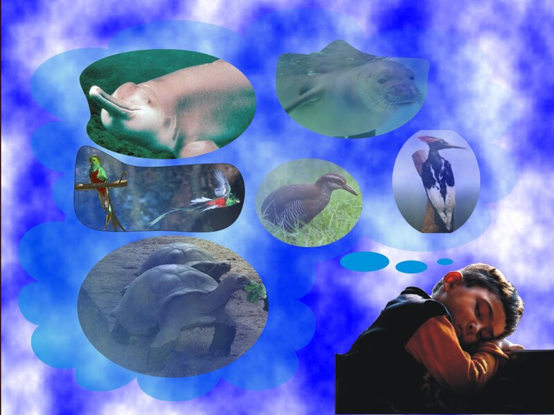 Child dreaming of animals
