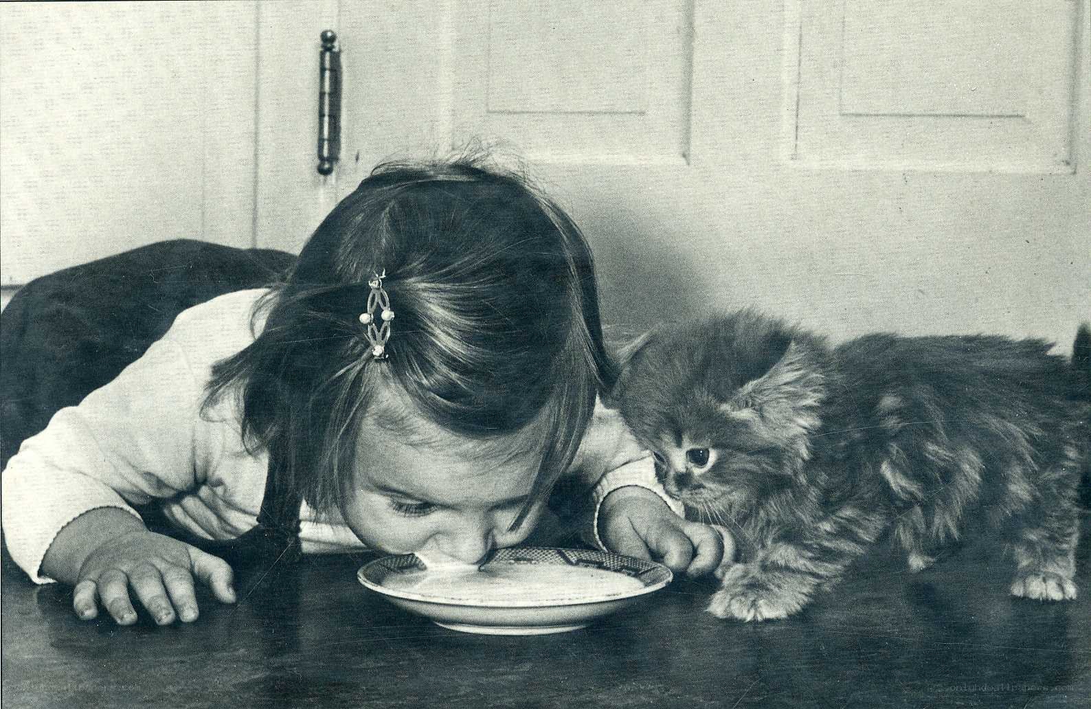child drinking milk with kitten