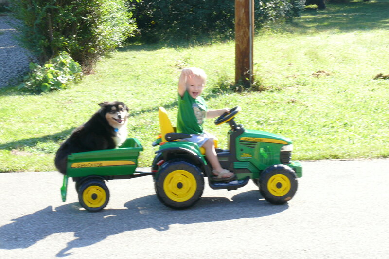 child driving toy tractor with dog