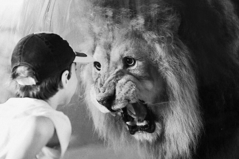 Child Facing Lion