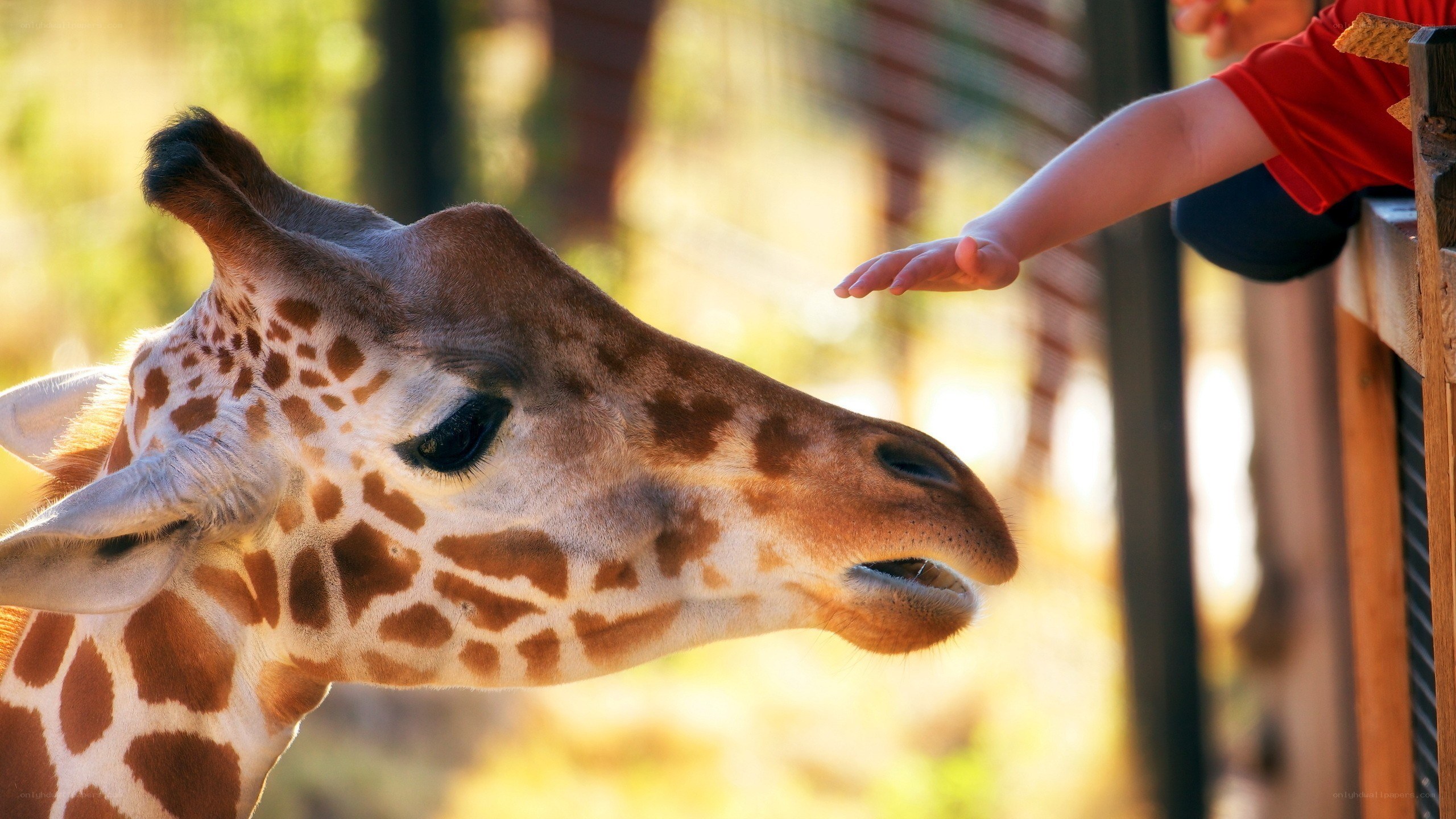 child feeding a giraffe