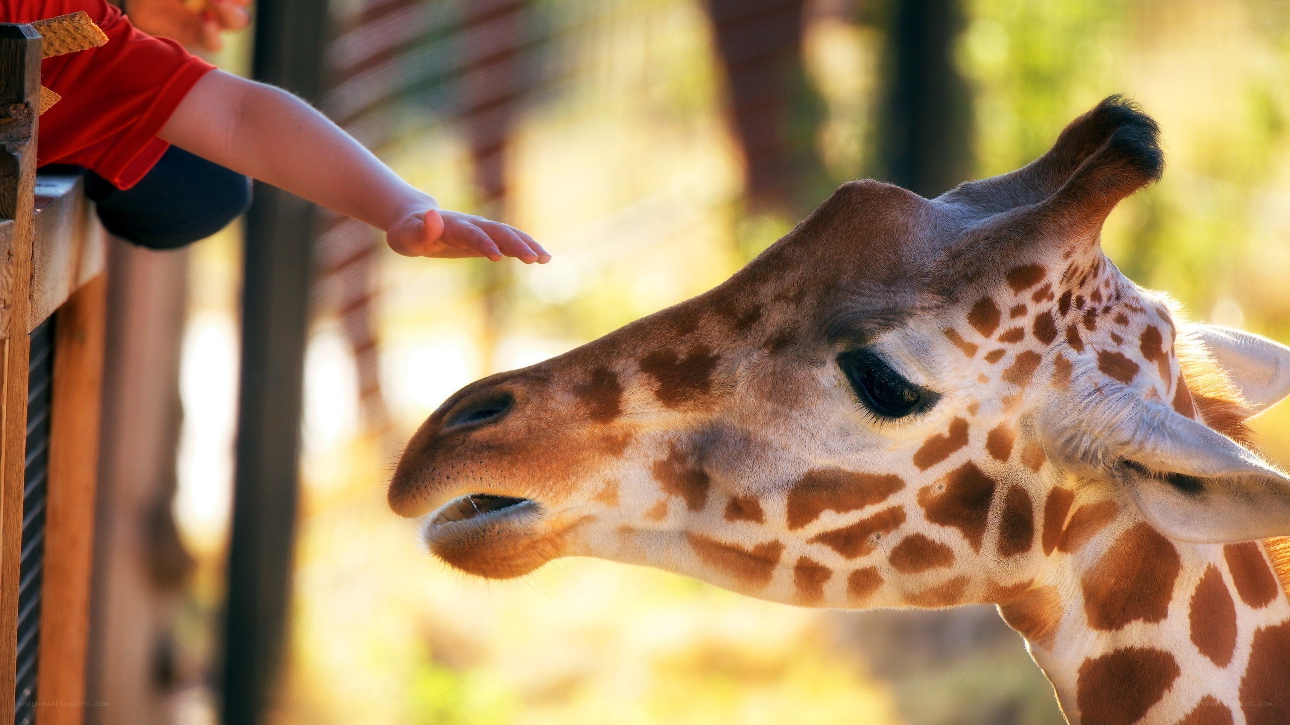 child feeding a giraffe
