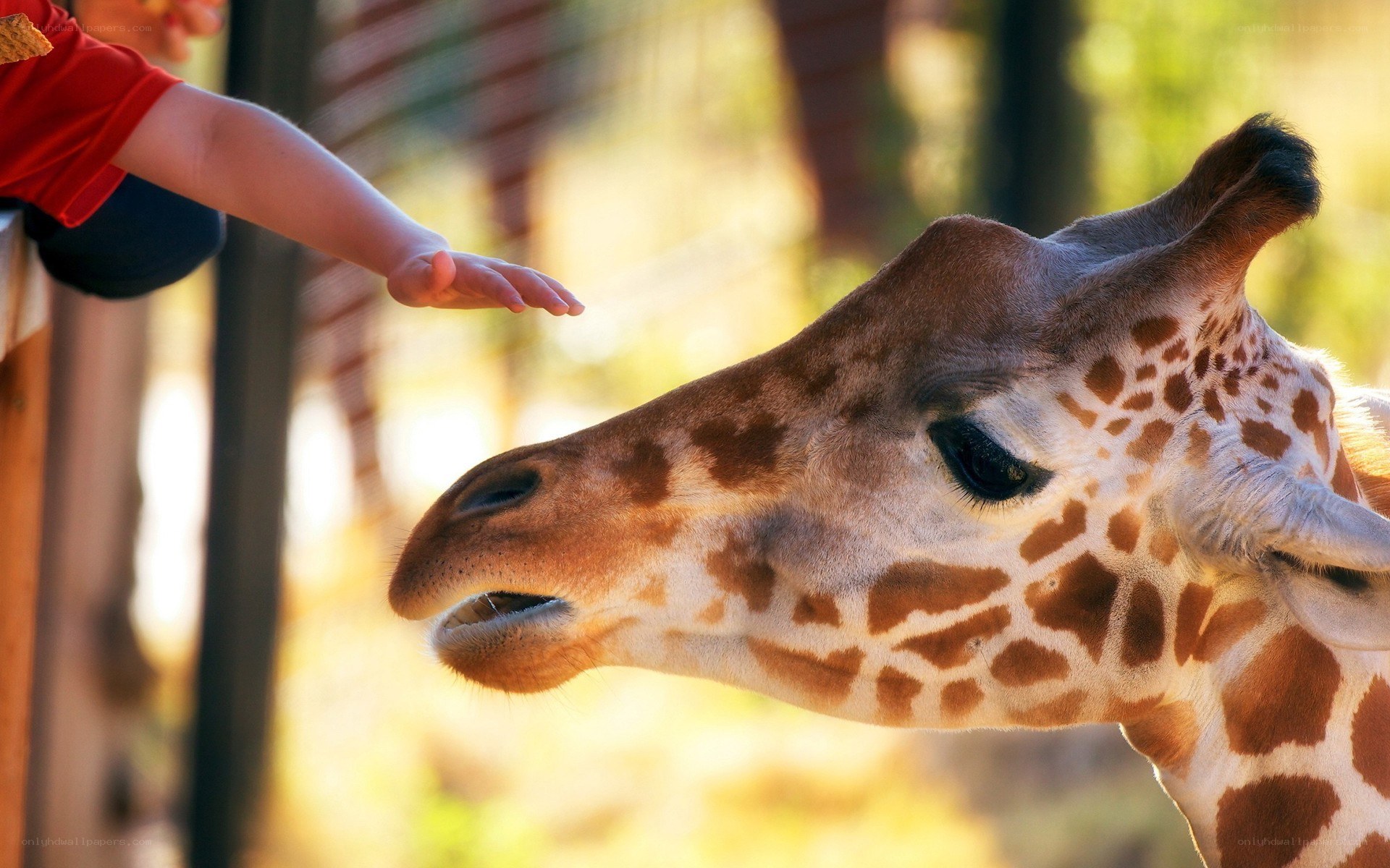 child feeding a giraffe