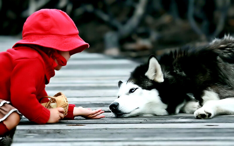 child feeding a husky dog