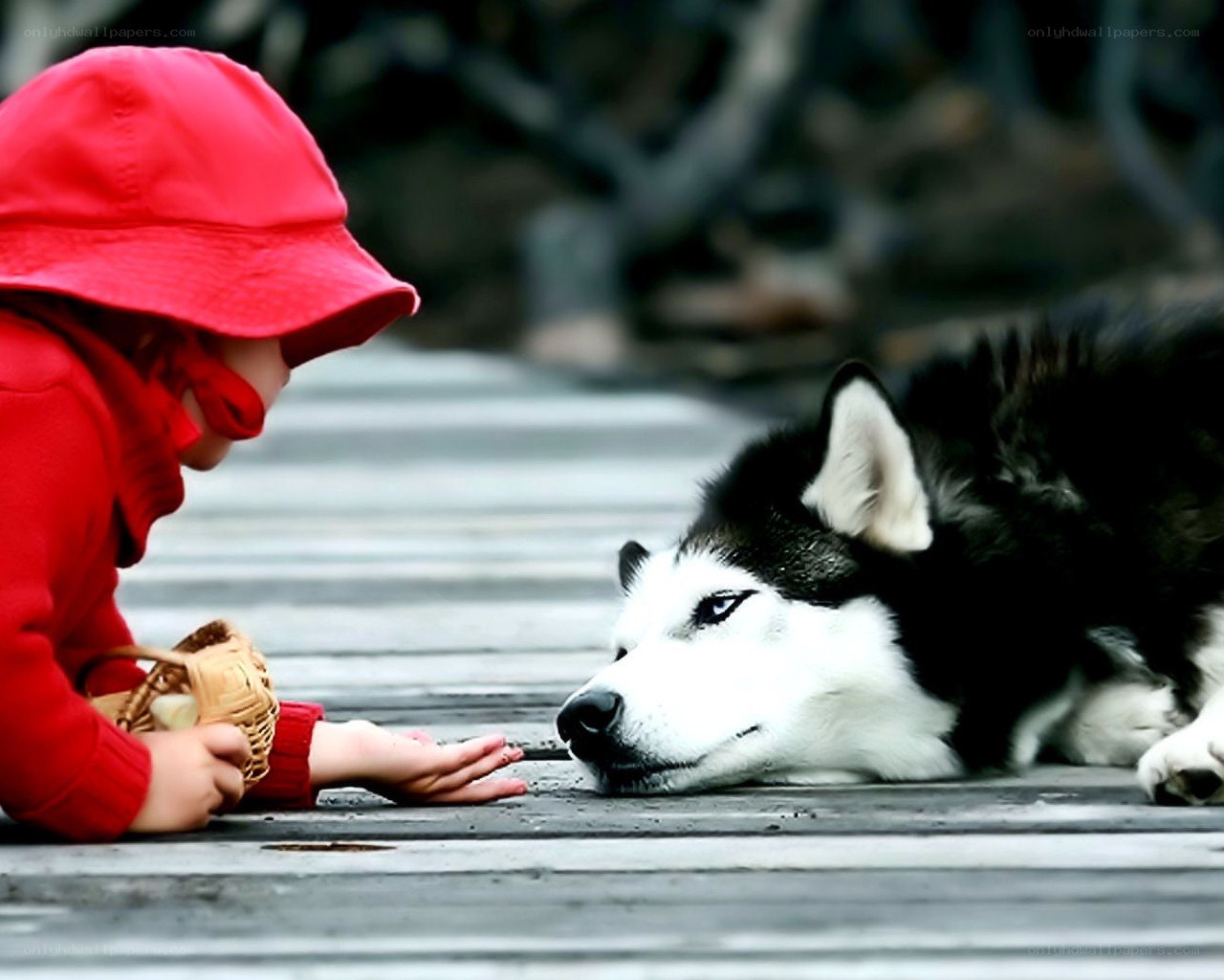 child feeding a husky dog