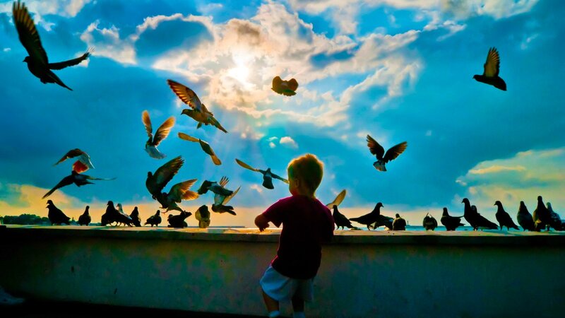 child feeding birds at sunset