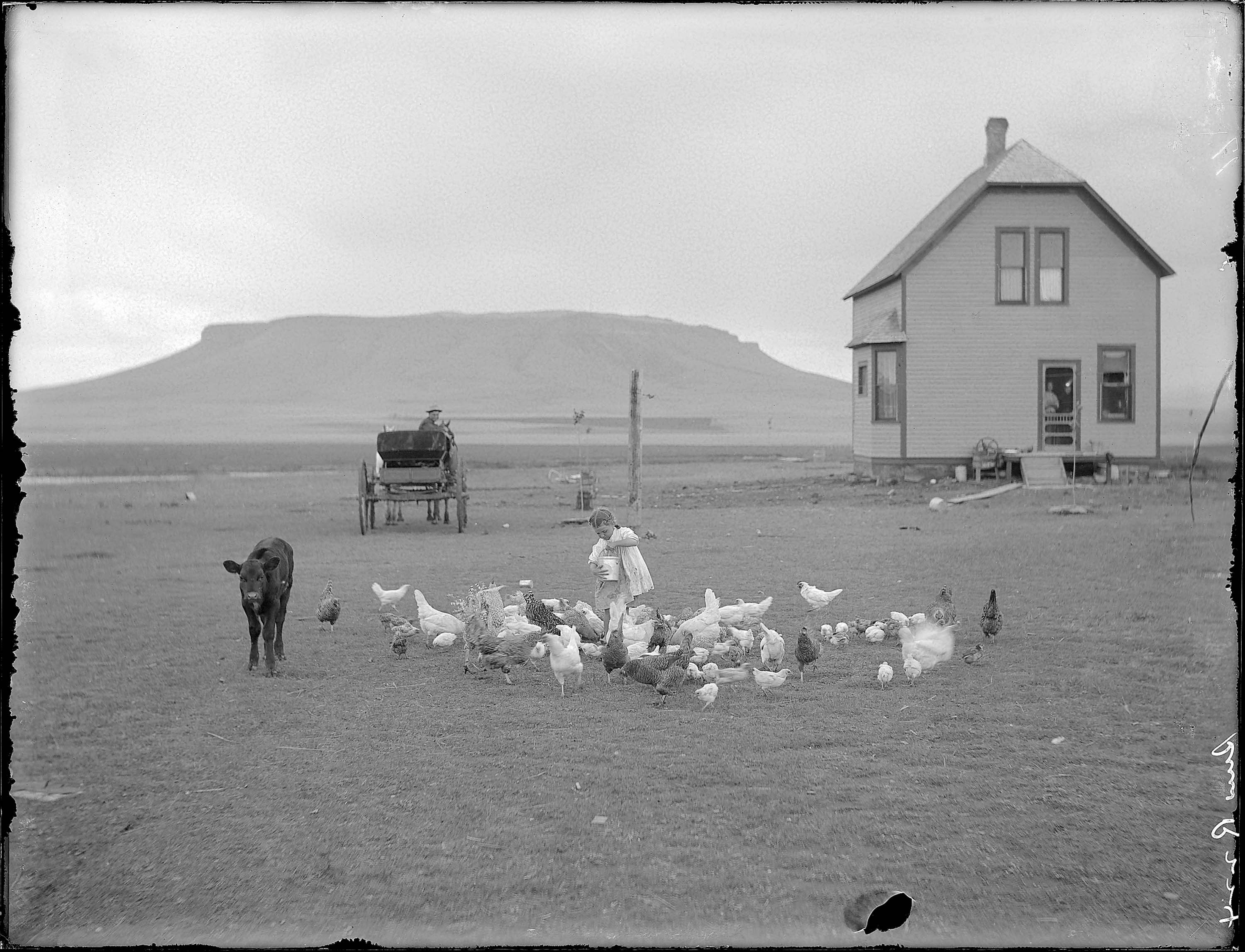 Child feeding chickens on farm