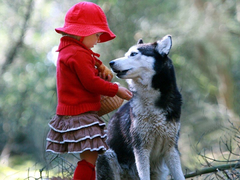 child feeding dog in forest