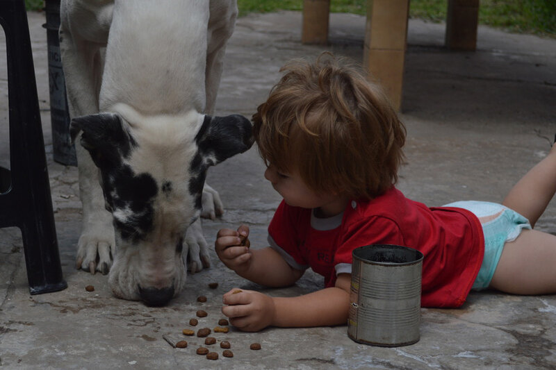 Child Feeding Dog