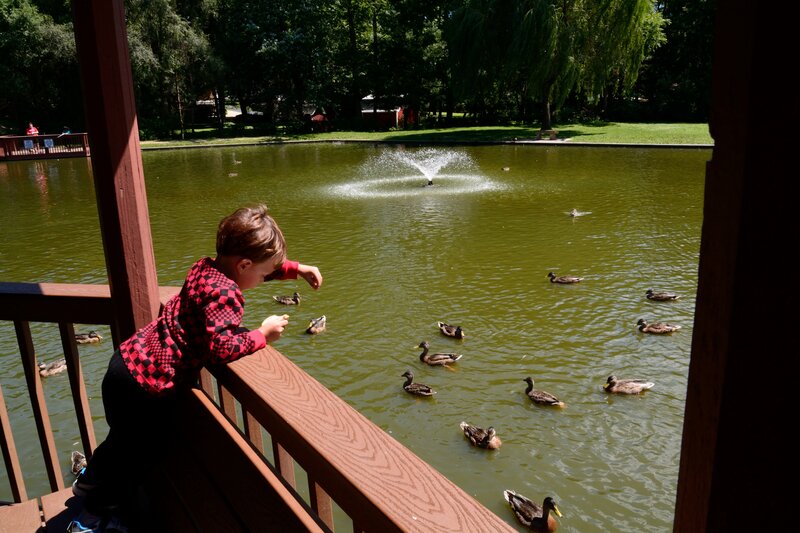Child Feeding Ducks — Green
