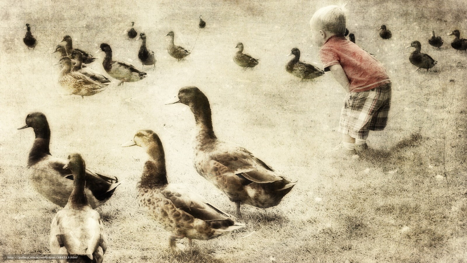 child feeding ducks in field