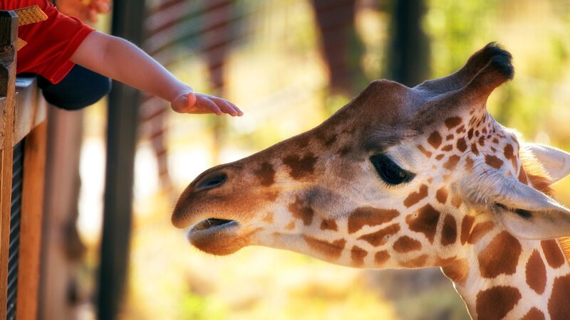 Child Feeding Giraffe