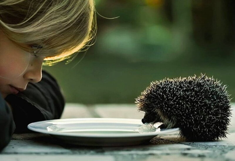 Child Feeding Hedgehog — Green