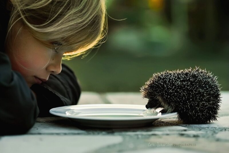 Child Feeding Hedgehog