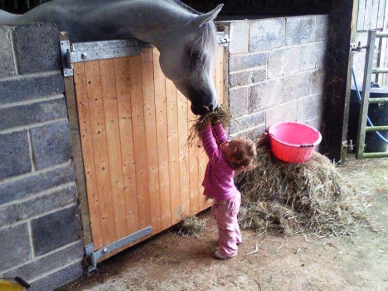 Child Feeding Horse — Gray