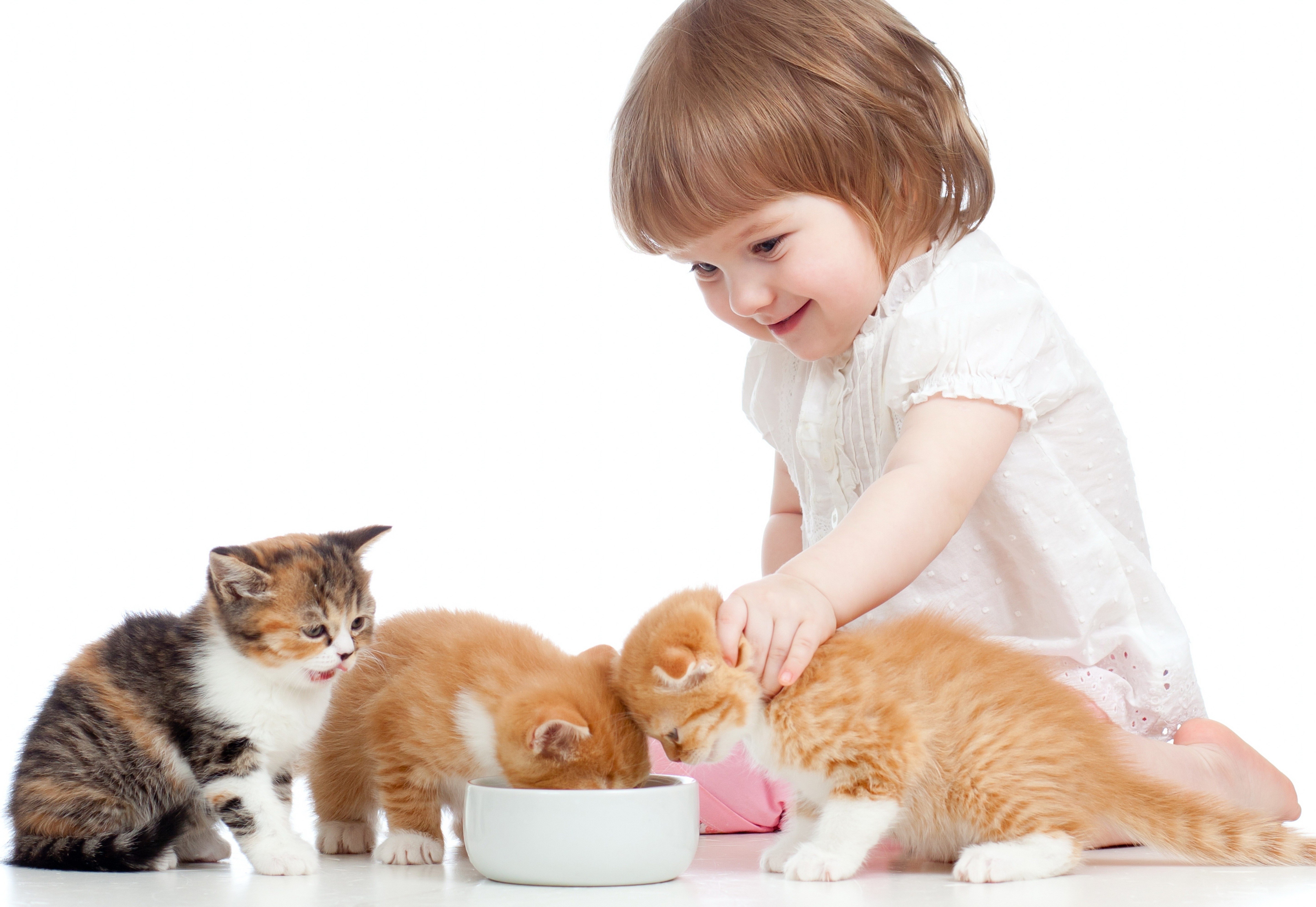child feeding kittens