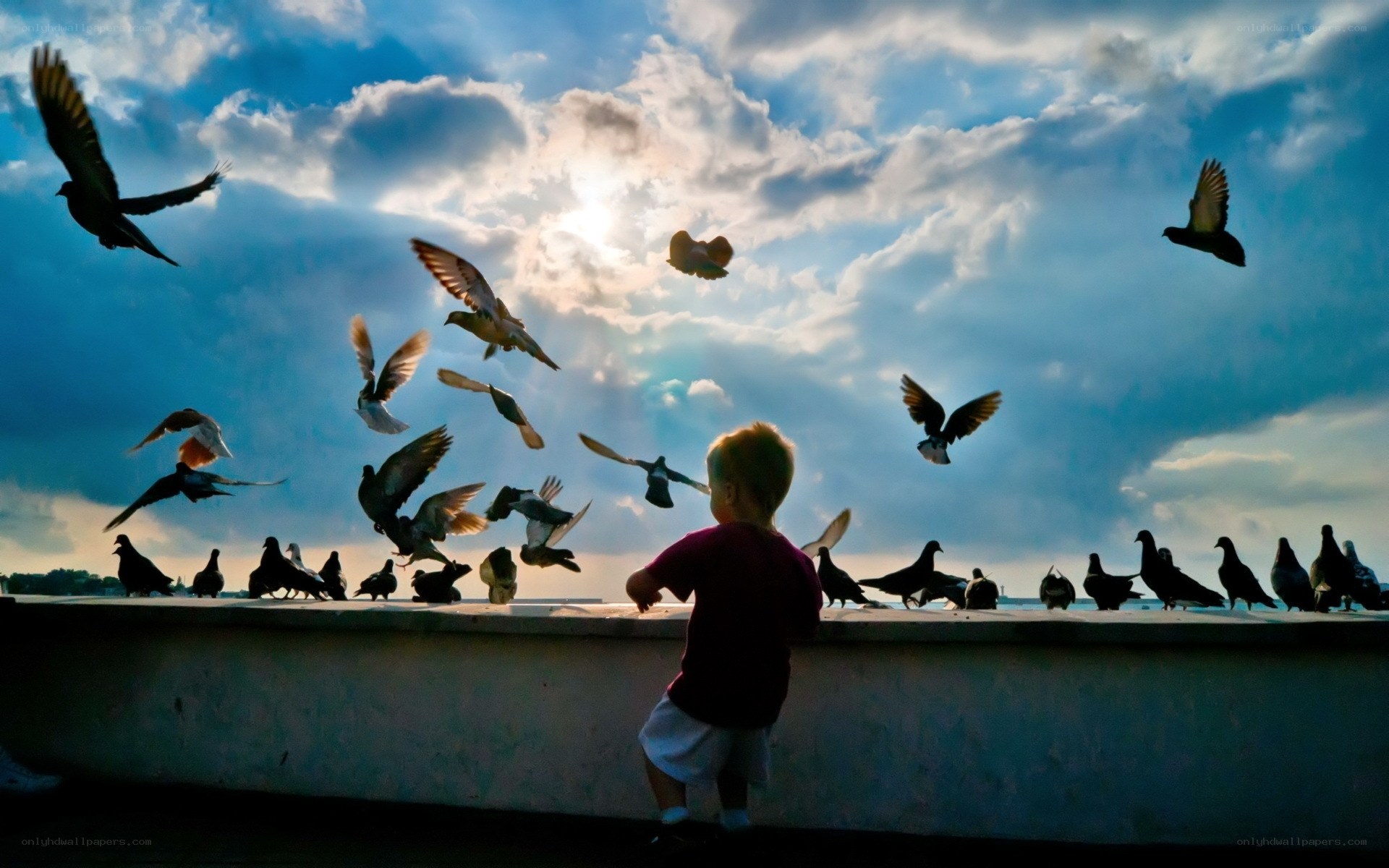 child feeding pigeons at sunset