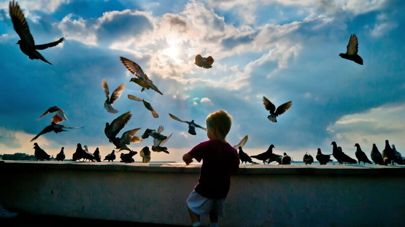 Child Feeding Pigeons — Blue