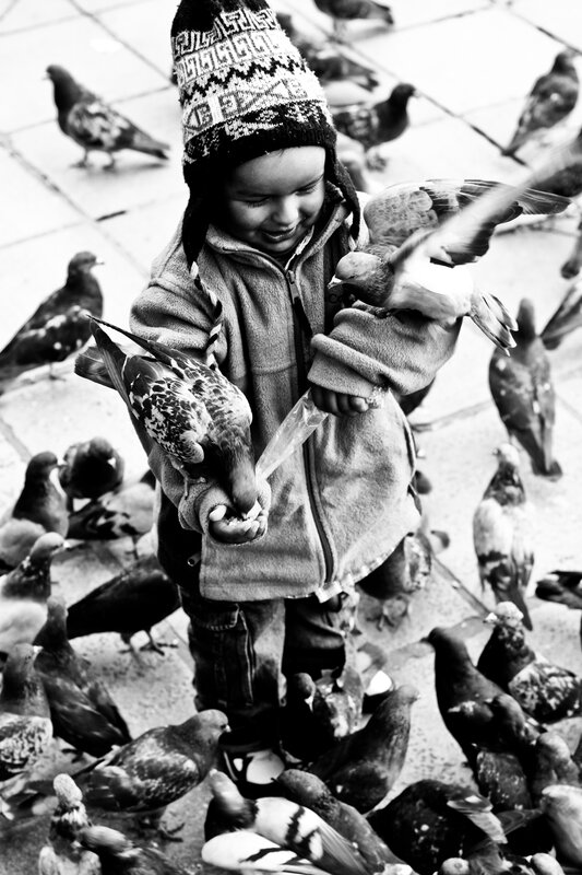 child feeding pigeons
