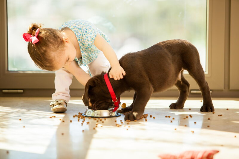 Child Feeding Puppy