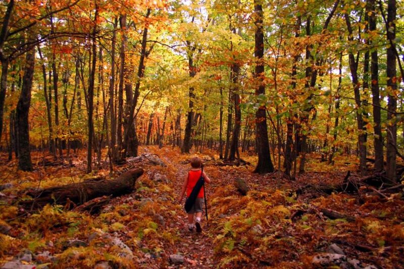 Child Hiking in Forest