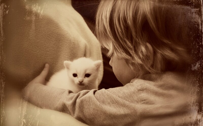 child holding a kitten