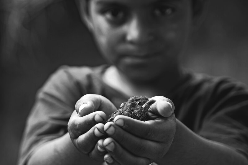 Child Holding Bird