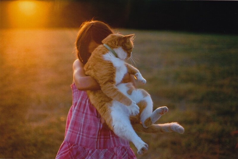 child holding cat at sunset