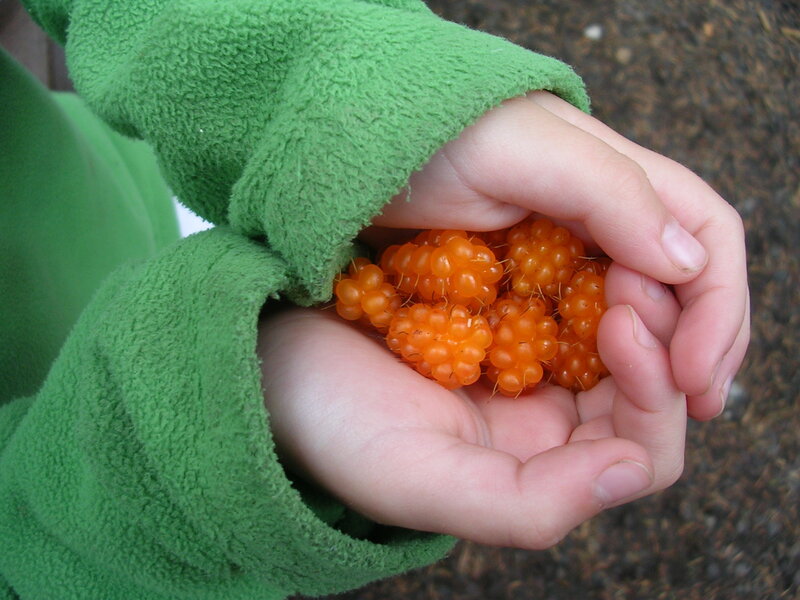 child holding cloudberries