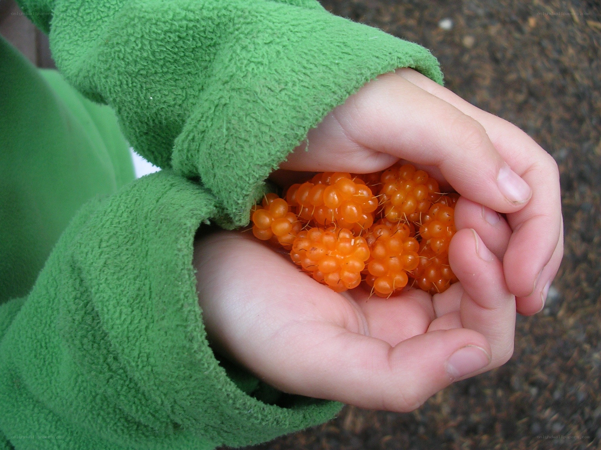 child holding cloudberries