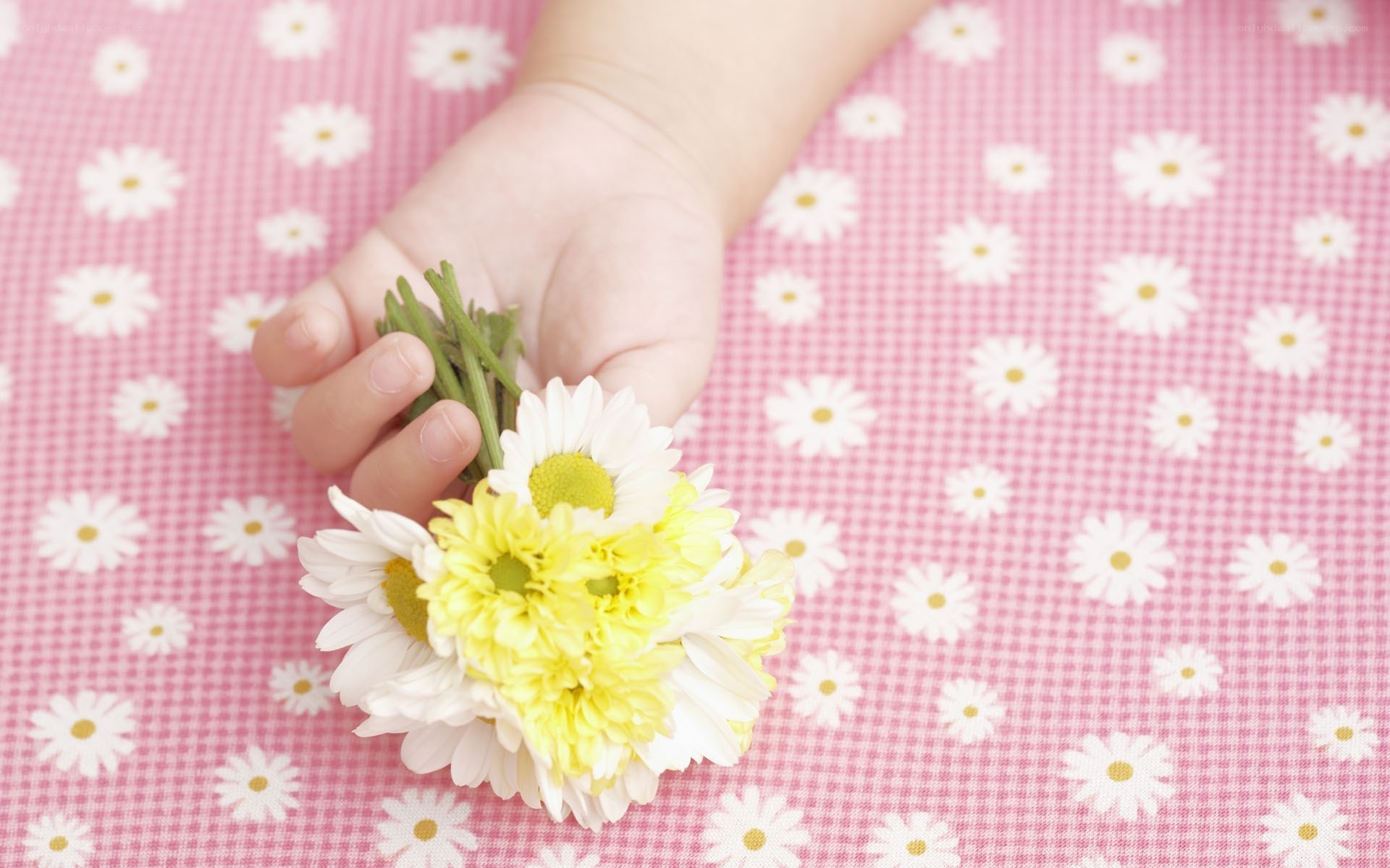 child holding daisies