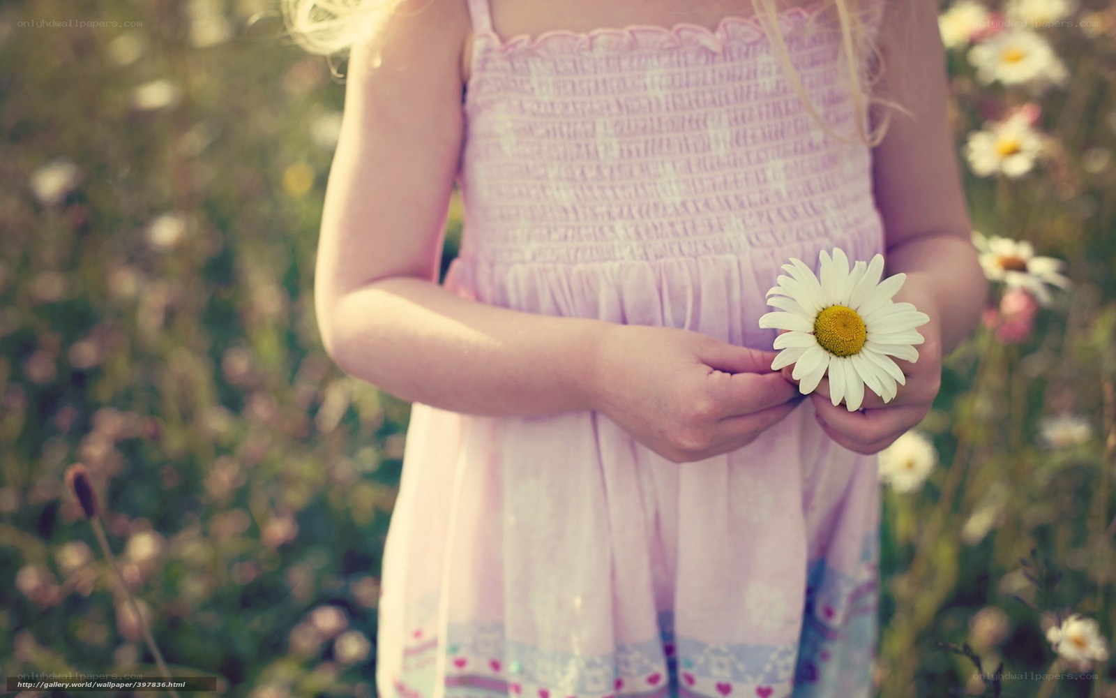 child holding daisy in field