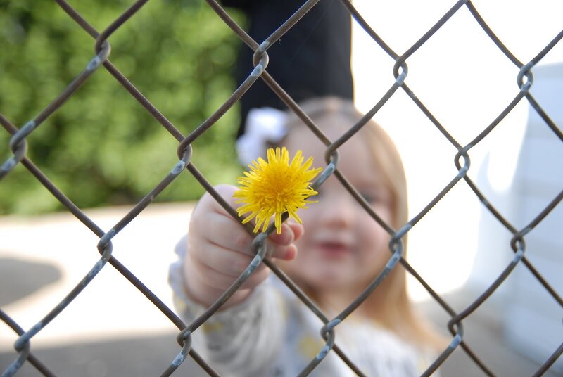Child Holding Dandelion — Yellow