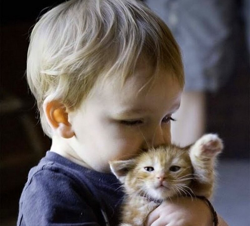 Child Holding Kitten — Brown, Calm, Photograph