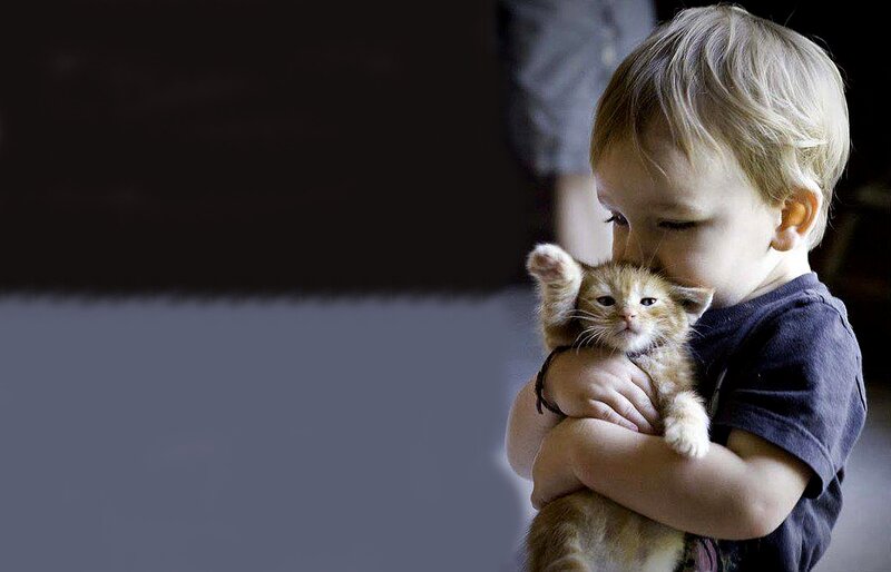 Child Holding Kitten — Brown, Calm