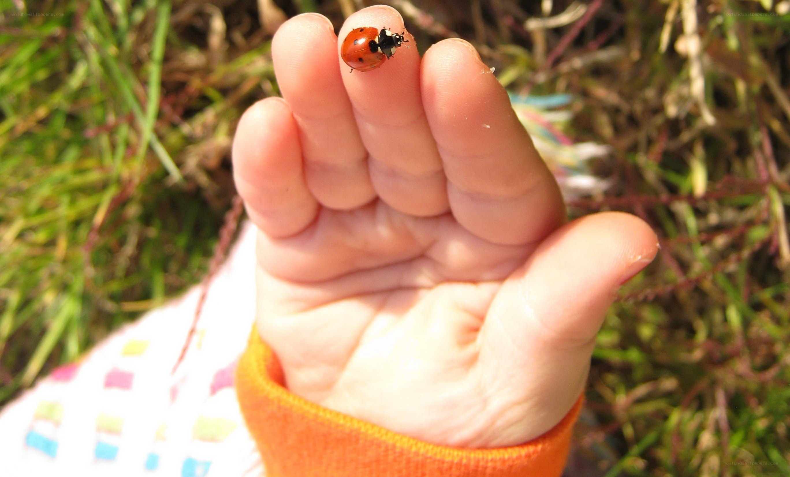 child holding ladybug on hand