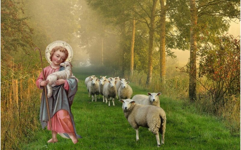 Child Holding Lamb